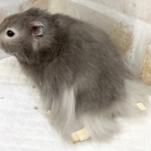 最新画像！今回は普通のセーブルハムスターだけど、かわいい！