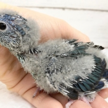 まだほとんど綿毛です！サザナミインコ（コバルト）