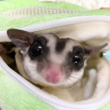 フクロモモンガ（ノーマル）　男の子　びびりさんだけど……？