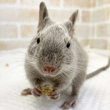 最新画像！初めてです、テグーシルバー入荷です。