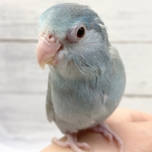 最新画像！赤い瞳がチャームポイント❤️ マメルリハインコ(アメリカンホワイトファロー)