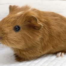 かわいすぎます！イングリッシュモルモット！