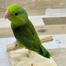 マメルリハさん雛エサ卒業しました〜❤