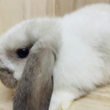 まったりすごしていますよ＜＜＜　ホーランドロップ　サイアミーズスモークパール　男の子