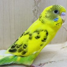 黄色い体にから模様さん★ セキセイインコ　ハルクイン