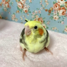 オカメインコ  パイド  5/24