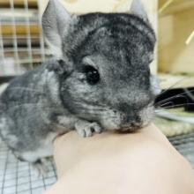 ちょっぴりビビりな食いしん坊！チンチラ(男の子)