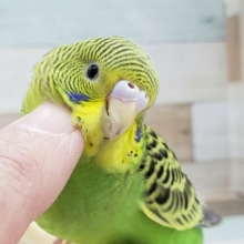 べたなれだよ！セキセイインコノーマル