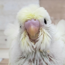 綺麗なクリームカラー？羽衣セキセイインコ入荷です。