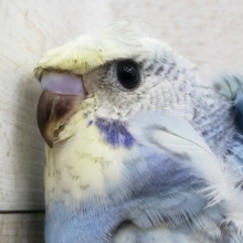 目力かなり強！羽衣セキセイインコ入荷です。