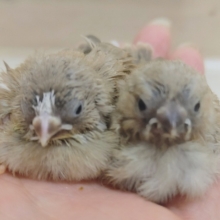 キンカチョウのヒナ(色変わり)入荷しました〜♥