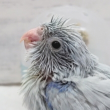 淡〜い色合いが魅力🤍　マメルリハインコ(アメリカンホワイト)