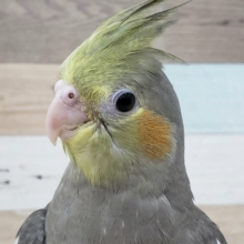 べたなれだよ！オカメインコノーマルいますな