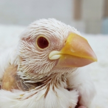 激レア。アルビノ文鳥入荷です。