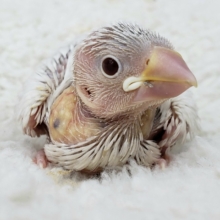 激レアのシルバーイノ文鳥入荷です。