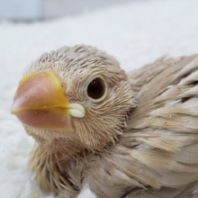 人気のシナモン文鳥入荷です。