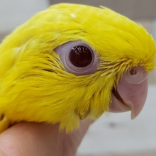 太陽様！全身まっ黄色の、サザナミインコ入荷です。