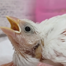 元気いっぱい💪　白文鳥