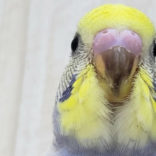 不思議な柄？レインボーパイドセキセイインコ