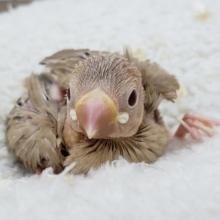 人気です！シナモン文鳥入荷です。