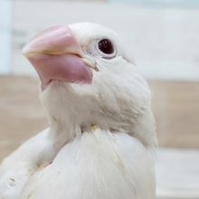 好奇心旺盛！シナモン文鳥？入荷です。