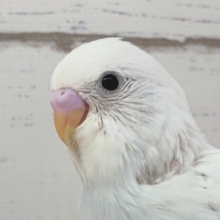 真っ白鮮やか〜🤍　セキセイインコ(ホワイトダブルファクター)