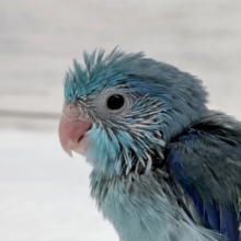様々なブルー入ってます💙　マメルリハインコ(ブルー)