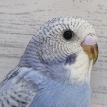 クリッと黒目が可愛らしい☺️　セキセイインコ(スパングル)