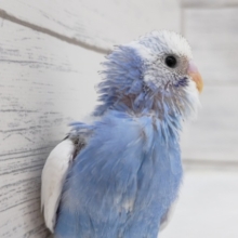 元気いっぱいやんちゃ🌥️　セキセイインコ(パイド)
