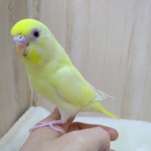 とっても甘えん坊！なセキセイインコちゃんいますよ〜