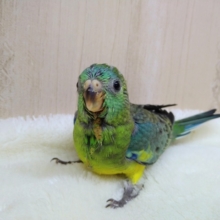 鳴き声はピヨピヨー！美声インコさんいますよ〜