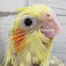 個性的な模様に注目〜🧡　オカメインコ(シナモンパールパイド)