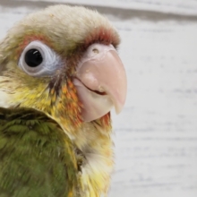 パッションカラー🍍　ホオミドリウロコインコ(パイナップル)
