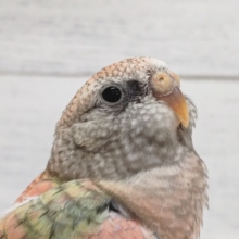 堂々としています〜🌹　アキクサインコ(ローズ)
