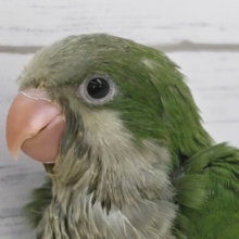 眩しいグリーンカラー🍀　オキナインコ(ノーマル)