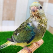 最新画像更新❤とってもカラフル！美声インコ入荷です。
