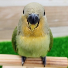 コザクラインコさん(オレンジフェイス)入荷しました❤