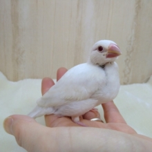 優しいカラーにキラキラ赤目！美形なクリームイノ文鳥いますよ〜