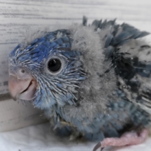 キラッと輝くブルーカラー💙　サザナミインコ(コバルト)