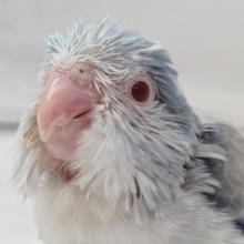 淡いブルーカラー🕊️　マメルリハインコ(ブルーパイドファロー)