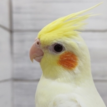 最新画像あり！　赤い瞳がキュート❤️　オカメインコ(ルチノー)