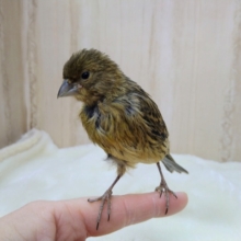 レアです！カナリアのヒナいますよ〜