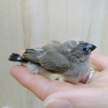 今だけです！フヨフヨのヒナ毛が可愛いキンカ鳥ヒナいますよ〜ノーマル