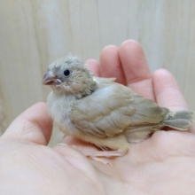 今だけです！フヨフヨヒナ毛が可愛いキンカ鳥ヒナいますよ〜シナモン