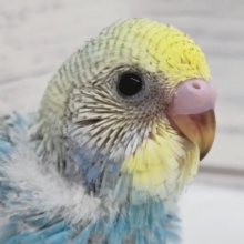 黒い模様がポイントです〜🖤　セキセイインコ(パステルレインボースパングル)