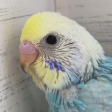 圧倒的美しさ〜🌈　セキセイインコ(パステルレインボー)