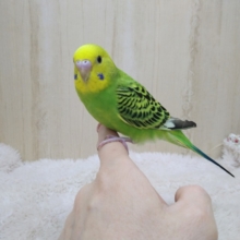 最新動画あります！まーるいおメメの優しい子！セキセイインコの「ミドリちゃん」いますよ〜
