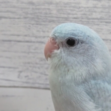 最新画像あり！　目を引くカラーリング🤍　マメルリハインコ(アメリカンホワイト)