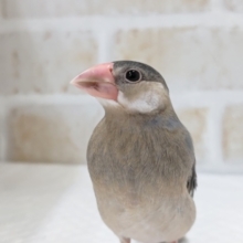 最新画像あり！　あと１羽！モリモリごはん食べます〜🌸　桜文鳥