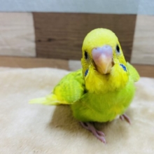 とにかく元気いっぱいのセキセイインコやって来ました！！